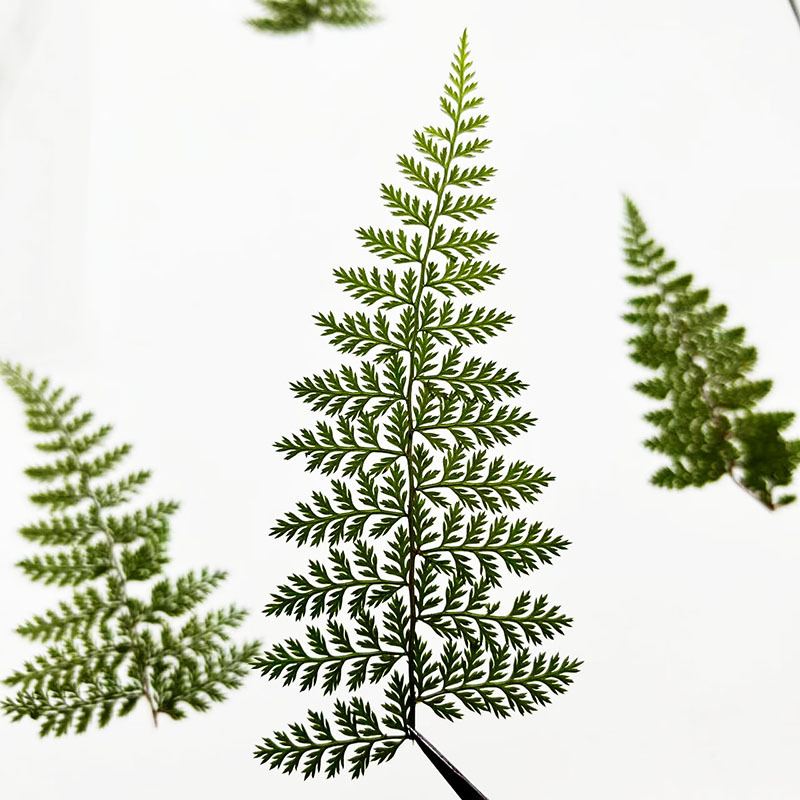 100個入り天然雨苔の葉標本、シダ植物DIY材料、フォトフレ - Resin Craft Ideas のレビューと価格